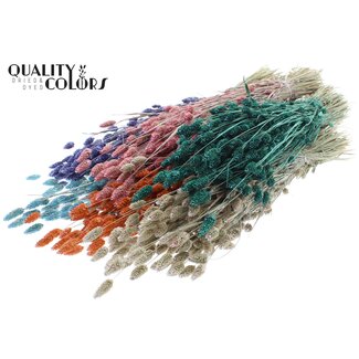 QC Gedroogde Phalaris | Pearl Mix | Kleur: Gemengde Kleuren | Kanariegras Droogbloemen | Lengte ± 60 centimeter | Gewicht 220 gram | Per 6 bossen