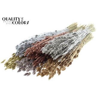 QC Dried Phalaris | Colour: Metallic Mixed Colours | Canary Grass Dried Flowers | Length ± 60 centimetres | Weight 220 grams | Per 6 bunches