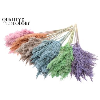 QC Dried Pampas Plumes | Frosted Mix | Colour: Mixed Colours | Pampas Dried Flowers | Length ± 70 centimetres | 10 plumes per bunch | Per 6 bunches