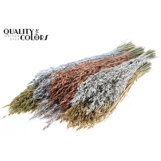 QC Gedroogde Haver | Kleur: Metallic Gemengde Kleuren | Avena droogbloemen | Lengte ± 60 centimeter | Gewicht 250 gram | Per 6 bossen