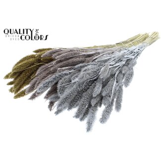 QC Setaria per bunch Mixed colours Wedding