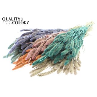 QC Dried Setaria | Pearl Mix | Setaria dried flowers | Length ± 70 centimetres | Weight 210 grams | Per 6 bunches