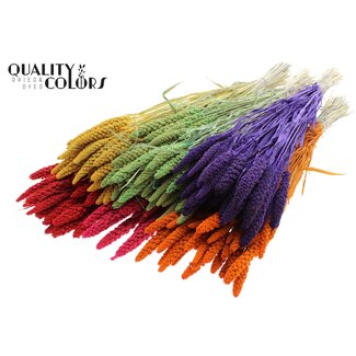 QC Gedroogde Trosgierst | Kleur: Intens Gemengde Kleuren | Gierst Droogbloemen | Lengte ± 70 centimeter | Gewicht 200 gram | Per 6 bossen