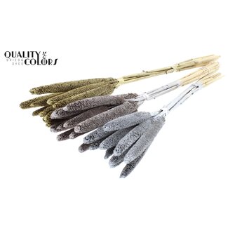 QC Babala of Pearl Millet | Wedding Mix | Colour: Mixed Colours | Length ± 65 centimetres | 10 stems per bunch