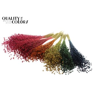 QC Dried Lino Flax | Colour: Mixed Colours | Linum Dried Flowers | Length ± 50 centimetres | Weight 150 grams | Per 6 bunches