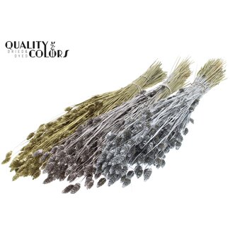 QC Dried Phalaris | Wedding Mix | Colour: Mixed Colours | Canary Grass Dried Flowers | Length ± 60 centimetres | Weight 220 grams | Per 6 bunches