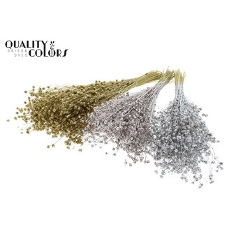 QC Dried Lino Flax | Wedding Mix | Colour: Mixed Colours | Linum Dried Flowers | Length ± 50 centimetres | Weight 150 grams | Per 6 bunches