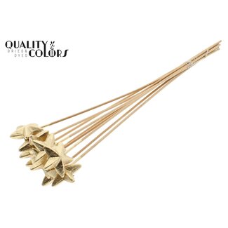 QC Styrofoam Star on a stick | Colour: Antique Gold | Styro Star flat Pick | Length ± 50 centimetres | Per 50 picks