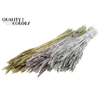 QC Triticum per bunch Mixed colours Wedding