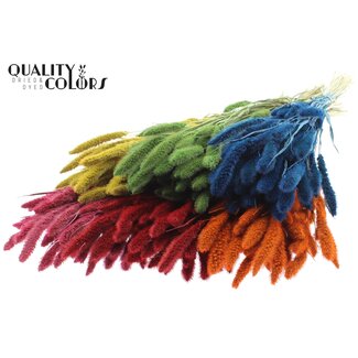 QC Gedroogde Setaria | Kleur: Gemengde Kleuren | Setarea droogbloemen | Lengte ± 70 centimeter | Gewicht 210 gram | Per 6 bossen