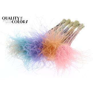 QC Gedroogd Stipa Vedergras | Pastel Mix | Kleur: Gemengde Kleuren | Stypha Penata Droogbloemen | Lengte ± 60 centimeter | 10 pluimpjes per bos | Per 10 bossen