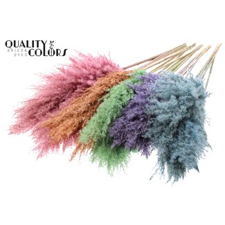 QC Gedroogde Pampas Pluimen | Frosted Mix | Kleur: Gemengde Kleuren | Pampas Droogbloemen | Lengte ± 100 centimeter | 5 pluimen per bos | Per 10 bossen