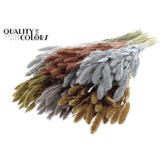 QC Dried Setaria | Metallic Mix | Colour: Mixed Colours | Setaria dried flowers | Length ± 70 centimetres | Weight 210 grams | Per 6 bunches