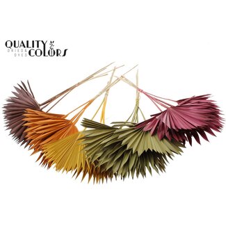 QC Gedroogde Palm Sun Spear | Pumpkin Mix | Kleur: Gemengde Kleuren | Palmbladeren in speervorm | Lengte ± 50 centimeter | Per 50 takken
