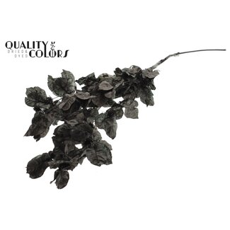 QC Bougainvillea p/bunch in poly Black