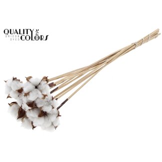 QC Katoenpeul op stok | Kleur: Naturelle Wit Bruin | Katoenpeul Bijsteker | Lengte ± 50 centimeter | 10 bijstekers per bos