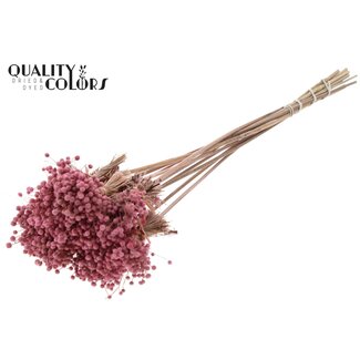 QC Mini Knoopsbloemen Boeketje op stok | Kleur: Roze | Mini Button Bijsteker | Lengte ± 50 centimeter | 10 takken per bos