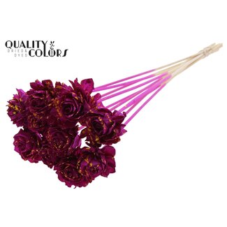 QC Shola Houten Dahlia op stok | Kleur: Gespetterd Lilakleurig Geel | Shola Dhaliya Bijsteker | Diameter bloem 6 centimeter | Lengte ± 50 centimeter | 10 bijstekers per bos