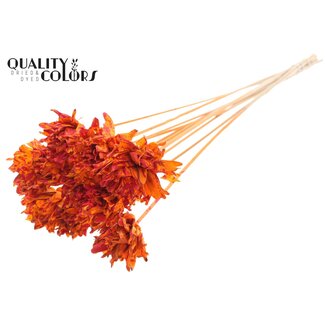 QC Shola Dennenhouten Bloem op stok | Kleur: Meerkleurig Gespetterd Oranje Rood | Shola Slice Pine Bijsteker | Diameter bloem 6 centimeter | Lengte ± 50 centimeter | 10 bijstekers per bos