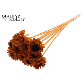 QC Shola Houten Madelief Zonnebloem op stok | Kleur: Terracotta | Shola Daisy Sunflower Bijsteker | Diameter bloem 6 centimeter | Lengte bijsteker ± 50 centimeter | 10 bijstekers per bos