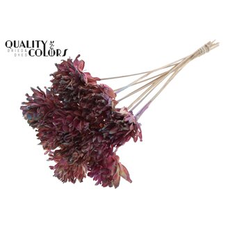 QC Shola Dennenhouten Bloem op stok | Kleur: Roze Kleurverloop | Shola Slice Pine Bijsteker | Diameter bloem 6 centimeter | Lengte ± 50 centimeter | 10 bijstekers per bos