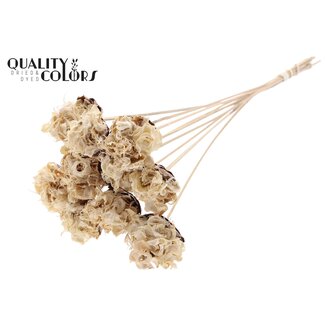 QC Curled Cotton Pod on Stick | Colour: Bleached White Brown | Cotton Pod Stick | Length ± 50 centimetres | 10 sticks per bunch
