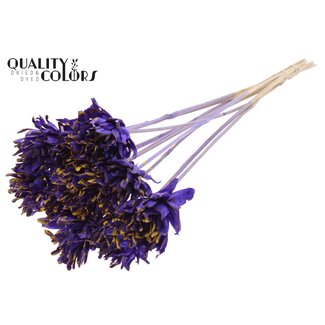 QC Shola Dennenhouten Flower on Stick | Colour: Speckled Purple Yellow | Shola Slice Pine Stick | Flower diameter 6 centimetres | Length ± 50 centimetres | 10 sticks per bunch