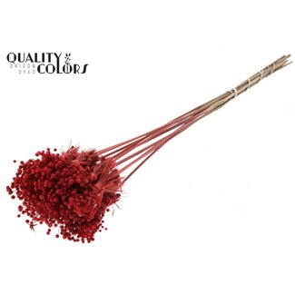 QC Mini Button Flower Bouquet on Stick | Colour: Coral | Mini Button Stick-in | Length ± 50 centimetres | 10 stems per bunch