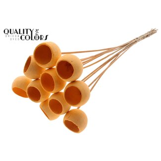 QC Gedroogde Bellgums | Kleur: Intens Zalmkleurig | Bell Cup Bijsteker | Lengte ± 50 centimeter | 10 bijstekers per bos