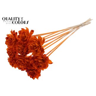 QC Shola Houten Dahlia op stok | Kleur: Meerkleurig Gespetterd Oranje Rood | Shola Dhaliya Bijsteker | Diameter bloem 6 centimeter | Lengte ± 50 centimeter | 10 bijstekers per bos