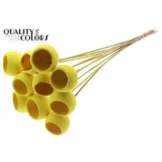 QC Gedroogde Bellgums | Kleur: Intens Geel | Bell Cup Bijsteker | Lengte ± 50 centimeter | 10 bijstekers per bos
