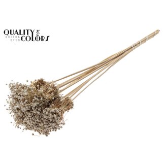 QC Mini Knoopsbloemen Boeketje op stok | Kleur: Naturelle Wit | Mini Button Bijsteker | Lengte ± 50 centimeter | 10 takken per bos