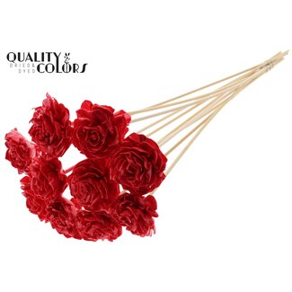 QC Shola Houten met was Dahlia op stok | Kleur: Rood | Shola Dhaliya Bijsteker | Diameter bloem 6 centimeter | Lengte ± 50 centimeter | 10 bijstekers per bos