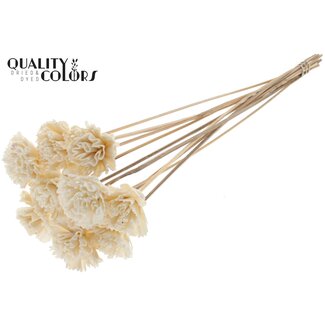 QC Shola Houten Karnish Bloem op stok | Kleur: Naturelle Wit | Shola Karnish Flower Bijsteker | Diameter bloem 6 centimeter | Lengte bijsteker ± 50 centimeter | 10 bijstekers per bos