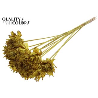 QC Shola Dennenhouten Bloem op stok | Kleur: Geel | Shola Slice Pine Bijsteker | Diameter bloem 6 centimeter | Lengte ± 50 centimeter | 10 bijstekers per bos