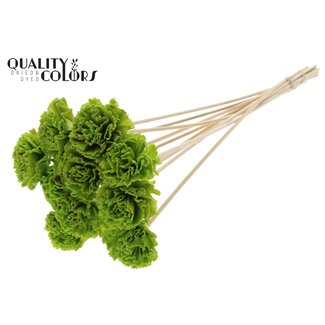QC Shola Houten met was Karnish Bloem op stok | Kleur: Lichtgroen | Shola Karnish Flower Bijsteker | Diameter bloem 6 centimeter | Lengte bijsteker ± 50 centimeter | 10 bijstekers per bos