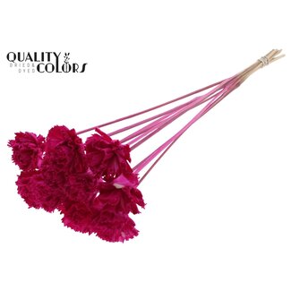QC Shola Houten Karnish Flower on stick | Colour: Lilac | Shola Karnish Flower Stick | Flower diameter 6 centimetres | Stick length ± 50 centimetres | 10 sticks per bunch