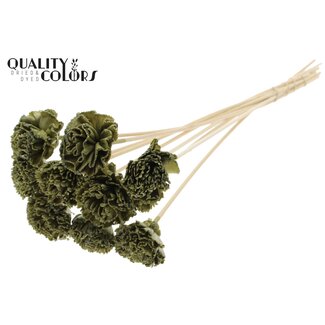 QC Shola Houten met was Karnish Bloem op stok | Kleur: Olijfgroen | Shola Karnish Flower Bijsteker | Diameter bloem 6 centimeter | Lengte bijsteker ± 50 centimeter | 10 bijstekers per bos