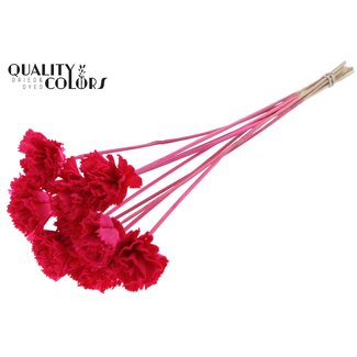 QC Shola Houten Karnish Bloem op stok | Kleur: Kerskleurig | Shola Karnish Flower Bijsteker | Diameter bloem 6 centimeter | Lengte bijsteker ± 50 centimeter | 10 bijstekers per bos