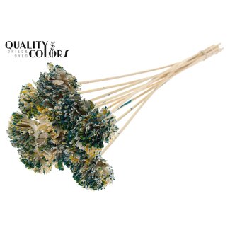 QC Shola Houten Karnish Bloem op stok | Kleur: Meerkleurig Groen Geel | Shola Karnish Flower Bijsteker | Diameter bloem 6 centimeter | Lengte bijsteker ± 50 centimeter | 10 bijstekers per bos