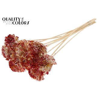 QC Shola Houten Karnish Flower on stick | Colour: Multicoloured Red Yellow | Shola Karnish Flower Stick | Flower diameter 6 centimetres | Stick length ± 50 centimetres | 10 sticks per bunch