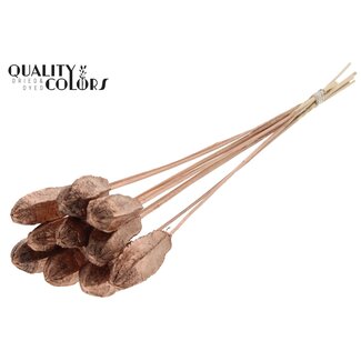 QC Mahonie Zaadpeul op stok | Kleur: Koperkleurig | Swietenia Mahagoni Droogvruchten Bijsteker | Lengte bijsteker ± 50 centimeter | 10 bijstekers per bos