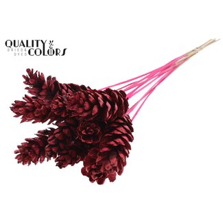 QC Strobus Pine Cone on Stick | Colour: Cherry-Coloured | Pine Cone Insert Stick | Diameter 10 - 15 centimetres | Length ± 50 centimetres | 10 insert sticks per bunch