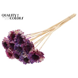QC Shola Wooden Daisy Sunflower on stick | Colour: Multicoloured Cherry-coloured Milka Purple | Shola Daisy Sunflower Stick | Flower diameter 6 centimetres | Stick length ± 50 centimetres | 10 sticks per bunch