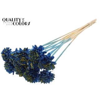 QC Shola Houten Zinnia op stok | Kleur: Gespetterd Blauw Geel | Shola Zinia Bijsteker | Diameter bloem 6 centimeter | Lengte bijsteker ± 50 centimeter | 10 bijstekers per bos