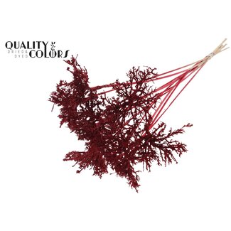 QC Dry Tree op stok | Kleur: Rood | Boeket Bijsteker | Lengte bijsteker ± 50 centimeter | 10 bijstekers per bos