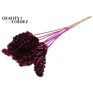 QC Strobus Dennenappel op stok | Kleur: Lilakleurig | Dennenappel Bijsteker | Diameter 10 - 15 centimeter | Lengte ± 50 centimeter | 10 bijstekers per bos