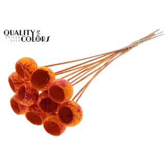 QC Gedroogde Bellgums | Kleur: Gespetterd Oranje Rood | Bell Cup Bijsteker | Lengte ± 50 centimeter | 10 bijstekers per bos