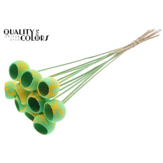 QC Gedroogde Bellgums | Kleur: Gespetterd Mintgroen Geel | Bell Cup Bijsteker | Lengte ± 50 centimeter | 10 bijstekers per bos