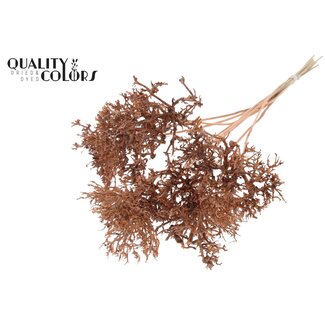 QC Dry Tree op stok | Kleur: Zalmkleurig | Boeket Bijsteker | Lengte bijsteker ± 50 centimeter | 10 bijstekers per bos
